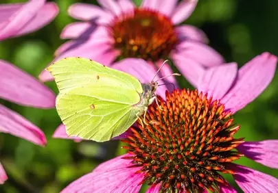Vibrant Butterfly on Purple Coneflower: A Summer's Delight
