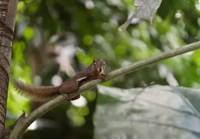 Charming Squirrel on Palm: A Glimpse of Thai Wildlife