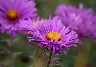 Vivid Purple Aster: A Dazzling Garden Jewel