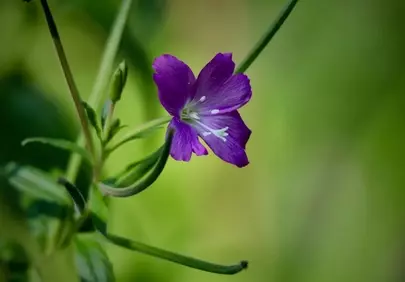 Vibrant Purple Epilobium Bloom: Nature's Delicate Beauty