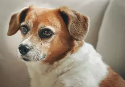 Captivating Canine Portrait: Loyal Dog's Expressive Gaze