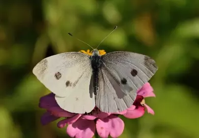 Enchanting White Butterfly on Vibrant Pink Flower