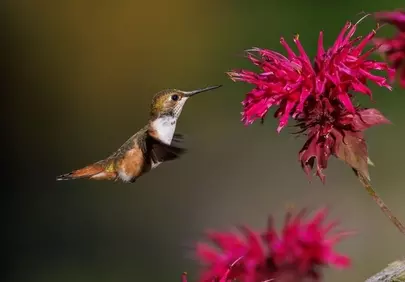 Vibrant Encounter: Hummingbird Sips Nectar from Brilliant Blossom