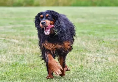 Energetic Gordon Setter Sprinter: Pure Joy Unleashed