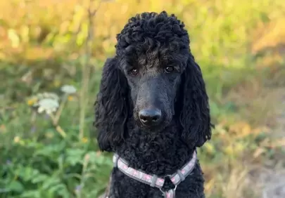 Enchanting Black Poodle's Gaze in Nature's Embrace