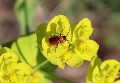 Vibrant Spring Macro: Beetle on Golden Blossom