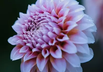 Stunning Pink Dahlia: Delicate Beauty in Bloom