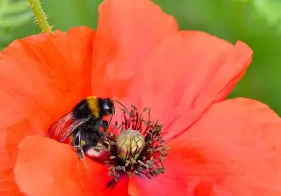 Vibrant Poppy Pollination: Bumblebee's Delicate Dance