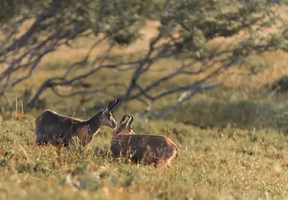 Enchanting Alpine Dusk: Chamois Pair in Golden Meadow