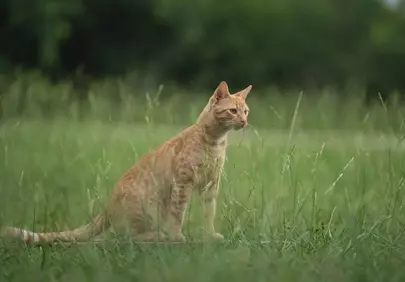 Charming Ginger Cat: Outdoor Adventure in Lush Green Grass