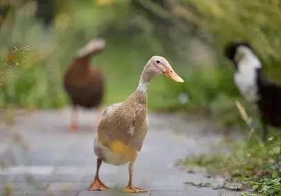Graceful Runner Ducks: Serene Garden Stroll