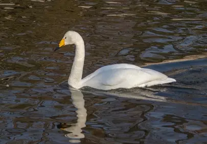 Graceful White Swan Glides on Serene Lake Waters