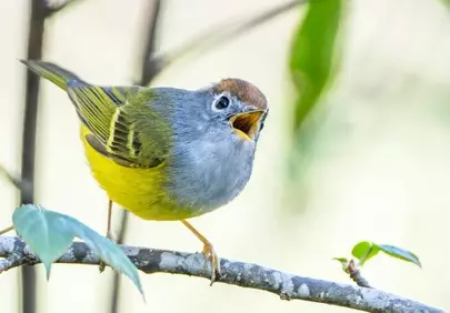 Vibrant Birdie Sings: Nature's Miniature Symphony