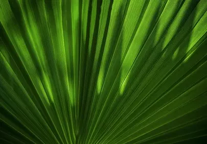 Vibrant Green Leaf: Intricate Macro Nature Pattern