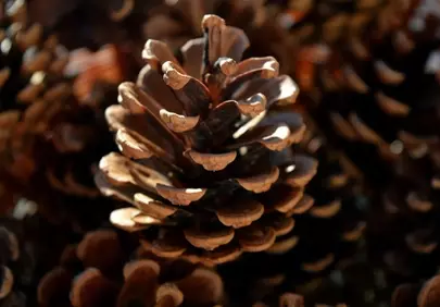 Stunning Pine Cone Close-Up: Nature's Intricate Beauty Unveiled