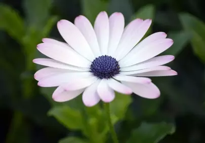 Stunning White & Purple Cape Daisy Blossom Macro