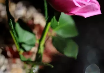 Vibrant Pink Rose: Blooming Beauty in Delicate Macro