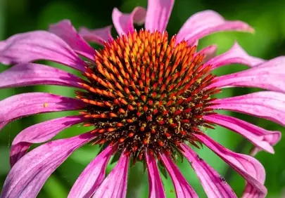 Vibrant Purple Coneflower: Summer's Wild Beauty Unveiled