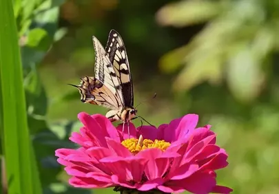 Vibrant Zinnia: A Swallowtail Butterfly's Nectar Oasis