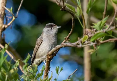 Charming Blackcap Bird Perched Serene in Spring Foliage