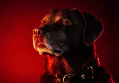 Serene Black Labrador in Red Light: A Meditative Portrait
