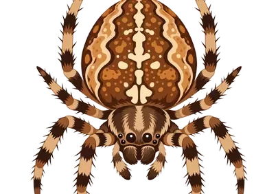 Intricate Orb-Weaver Illustration: Nature's Masterpiece Unveiled