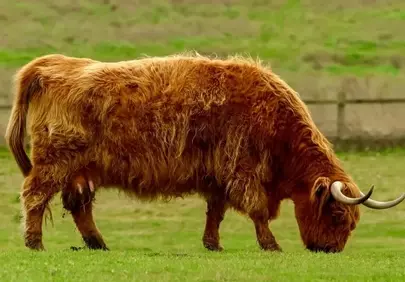 Majestic Highland Cow Grazing Peacefully in Lush Spring Pasture