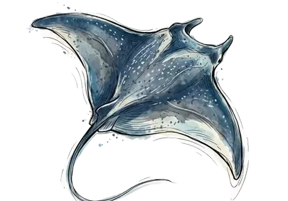 Majestic Manta Ray: Graceful Underwater Glider