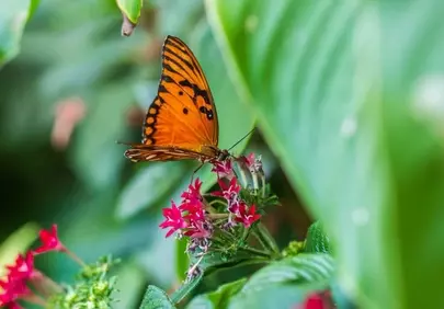 Vibrant Orange Butterfly Alights on Pink Blooms in Lush Garden