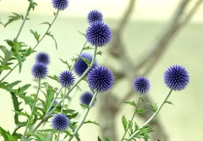 Vibrant Thistle Blooms: Captivating Purple Spheres in Summer Garden