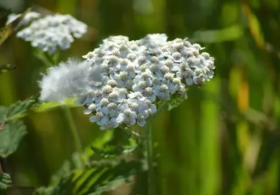 Delicate White Yarrow Blossom Adorned with a Soft Feather