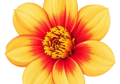 Vibrant Dahlia Bloom: Golden Heart, Fiery Petals