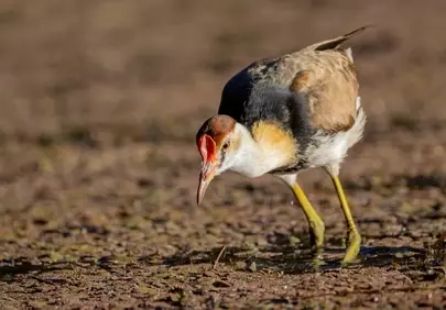 Vibrant Comb-crested Jacana Foraging in Australian Wetlands