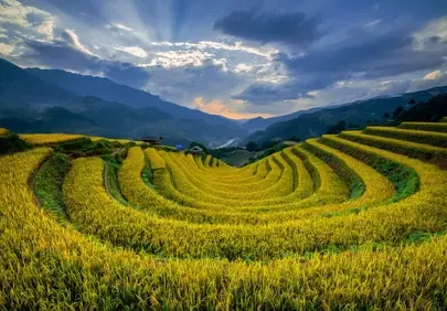 Breathtaking Golden Terraces: Vietnam's Mù Cang Chải Dawn