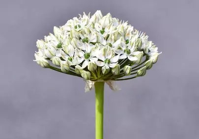 Stunning White Allium: Macro Beauty in a Garden Bloom