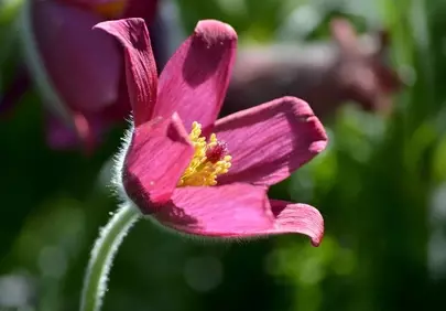 Vibrant Pulsatilla: Spring's Delicate Purple Bloom