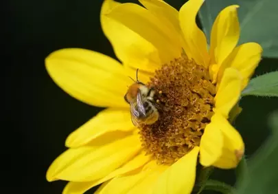 Vibrant Summer: Bumblebee Nectaring on a Bright Sunflower
