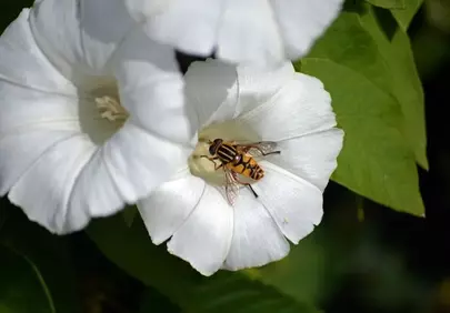 Vibrant Hoverfly Pollinating Pristine White Bindweed Flower