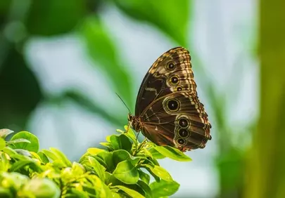Stunning Morpho Butterfly Macro on Vibrant Green Leaves