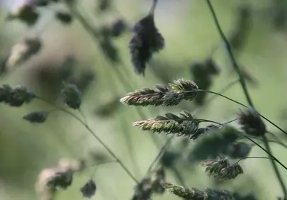 Delicate Summer Grasses: Nature's Soft Whisper