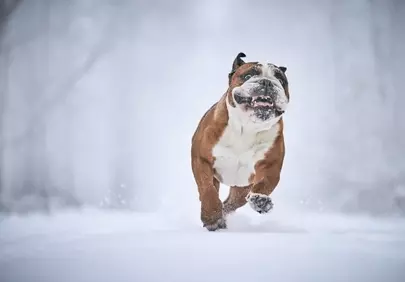 Joyful English Bulldog Romps Through Winter Snow