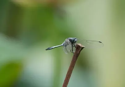 Stunning Blue Dragonfly Perched on a Twig in Nature's Embrace