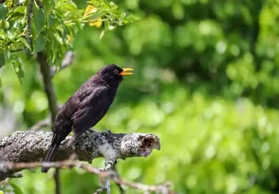 Vibrant Songbird: Blackbird Singing in Lush Green Nature