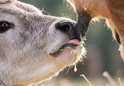 Tender Calf Milking: A Glimpse of Nature's Motherhood