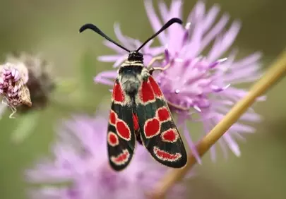 Vibrant Esparset Moth: A Dazzling Red and Black Wildflower Visitor