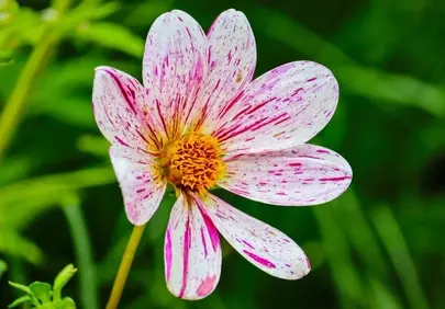 Stunning Speckled Cosmos: A Macro Blossom's Beauty