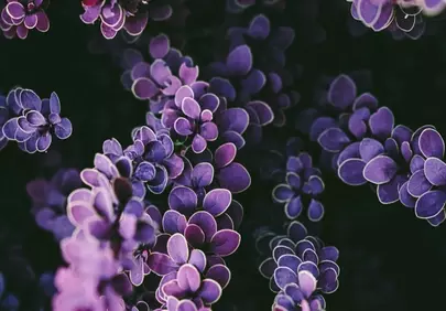 Vibrant Purple Barberry Leaves Against a Dark Backdrop