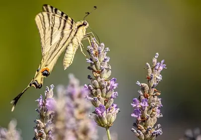 Vibrant Scarce Swallowtail Butterfly on Blooming Lavender