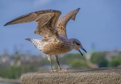 Majestic Seabird: Young Gull Spreading Its Wings on the Coast
