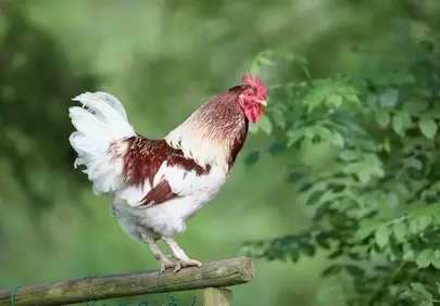 Majestic Rooster Perched: Countryside Charm in Vivid Detail